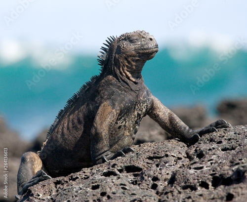 Marine iguana is sitting on the rocks. The Galapagos Islands. Pacific Ocean. Ecuador. 