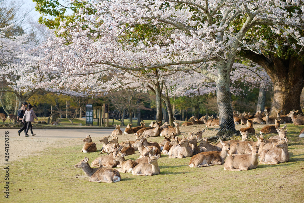 Fototapeta premium 桜と鹿の群れ 奈良県奈良市奈良公園 2019年4月