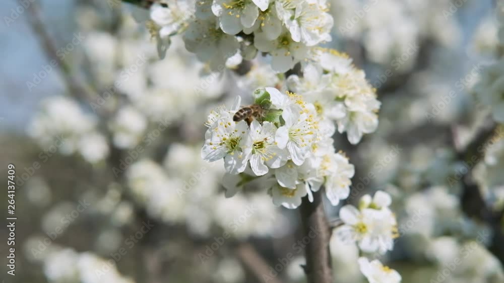 bee collects nectar in a fruit tree with white petals bee collects nectar in a fruit tree with white petals