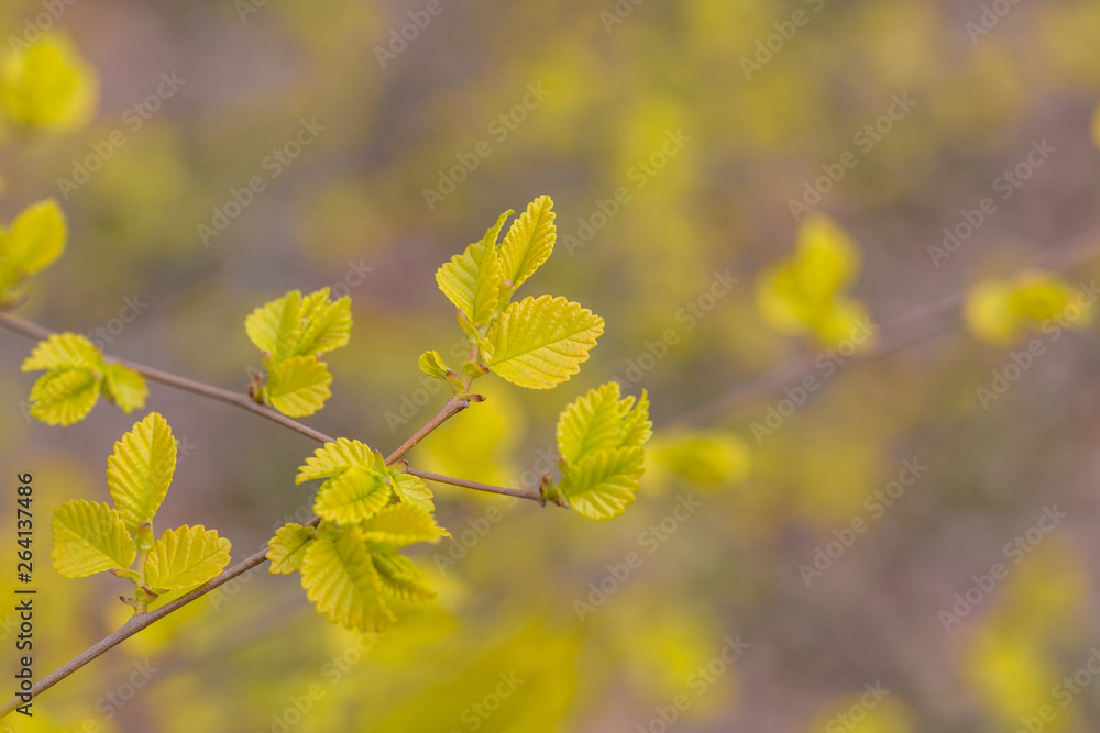 Spring golden leaves that have just sprouted Spring golden leaves that have just sprouted
