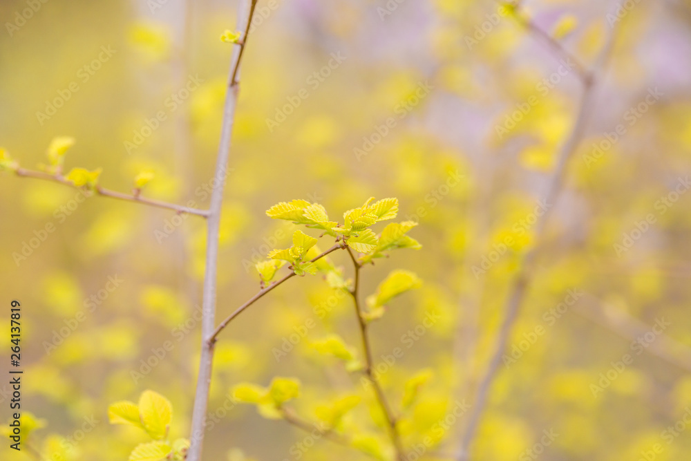 Spring golden leaves that have just sprouted Spring golden leaves that have just sprouted