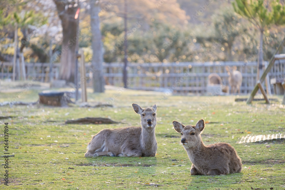 Fototapeta premium 桜と鹿の群れ 奈良県奈良市奈良公園 2019年4月