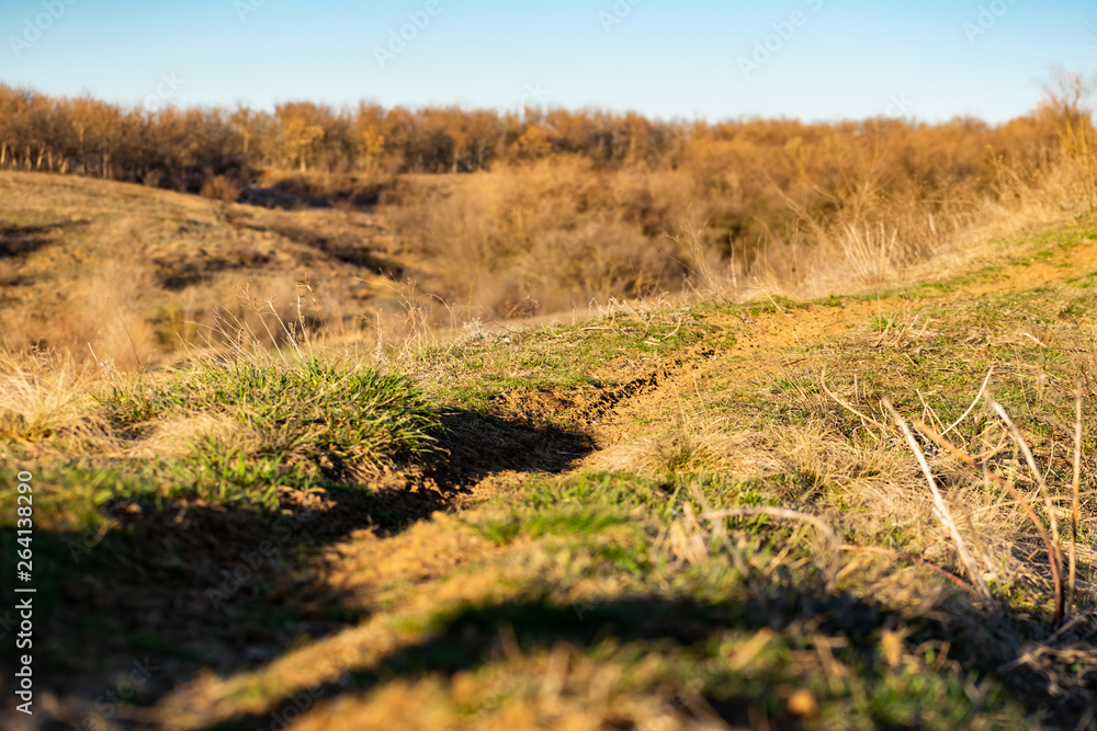 Obraz premium Spring landscape, nature in Rostov region, Russia. A lot of dry vegetation and trees after the winter. Young swollen buds in a dark forest in Sunny weather