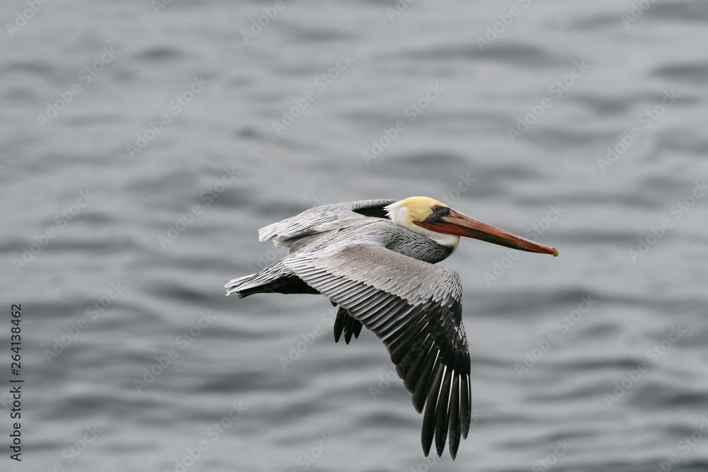 Obraz premium Male California Pelican in Flight