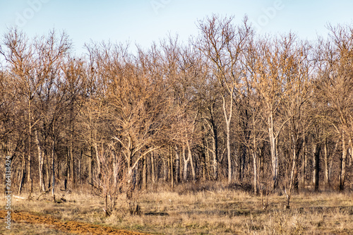 Spring landscape, nature in Rostov region, Russia. A lot of dry vegetation and trees after the winter. Young swollen buds in a dark forest in Sunny weather © Анна Иванова