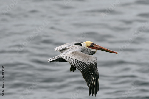 Male California Pelican in Flight © Tabor Chichakly