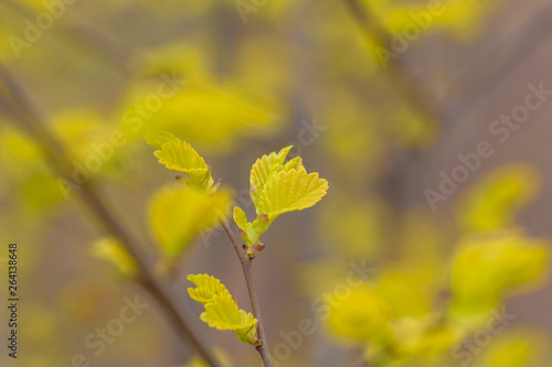 Spring golden leaves that have just sprouted