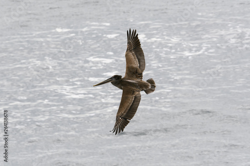 Female California Pelican in Flight © Tabor Chichakly