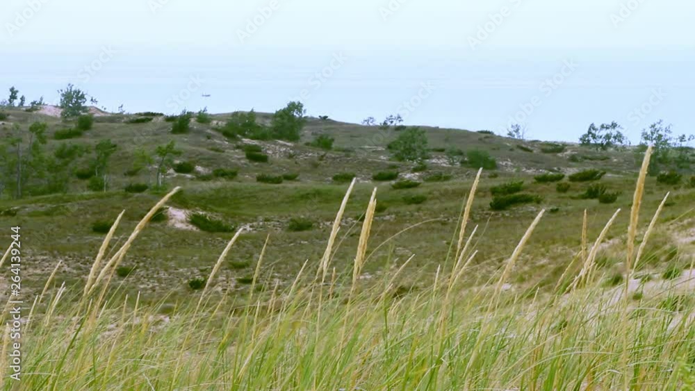 Fresh air grass blowing in the wind. Fresh natural environment. Fresh air grass blowing in the wind. Fresh natural environment.