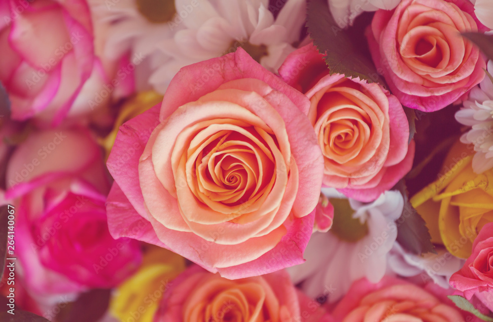 Fototapeta premium Rose