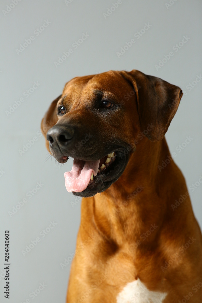 Studio shot of a Rhodesian Ridgeback Dog on gray Background in studio Studio shot of a Rhodesian Ridgeback Dog on gray Background in studio