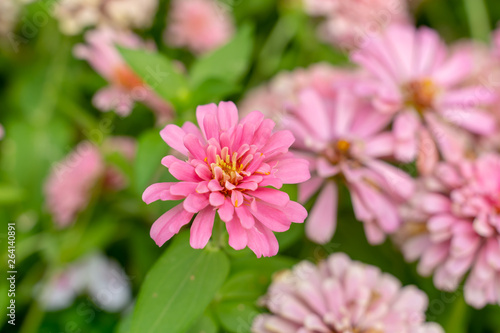 Common zinnia (Zinnia elegans) a many variant color flower such as pink © Chonlasub