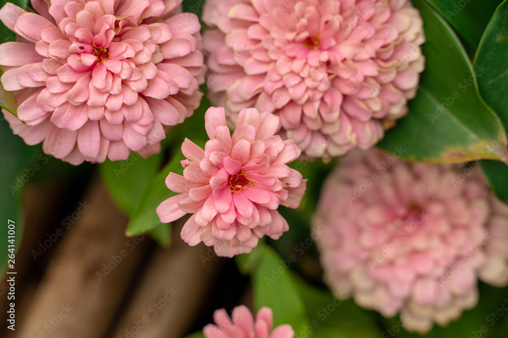 Fototapeta premium Common zinnia (Zinnia elegans) a many variant color flower such as pink