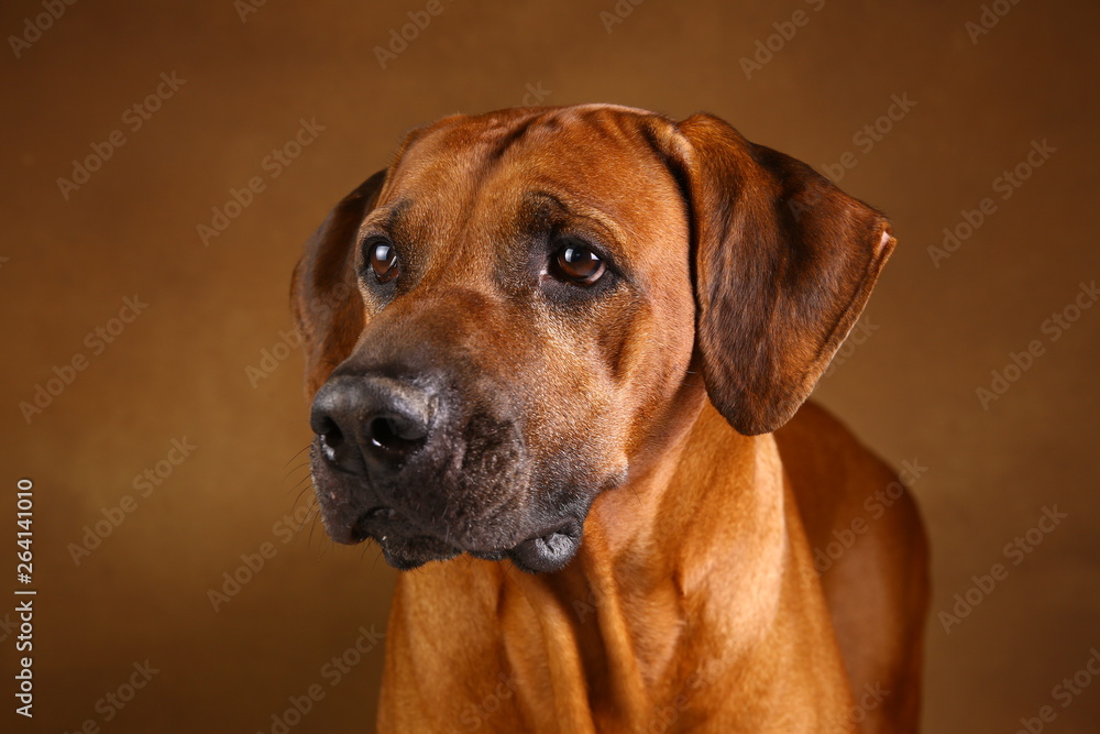 Studio shot of a Rhodesian Ridgeback Dog on brown Background Studio shot of a Rhodesian Ridgeback Dog on brown Background
