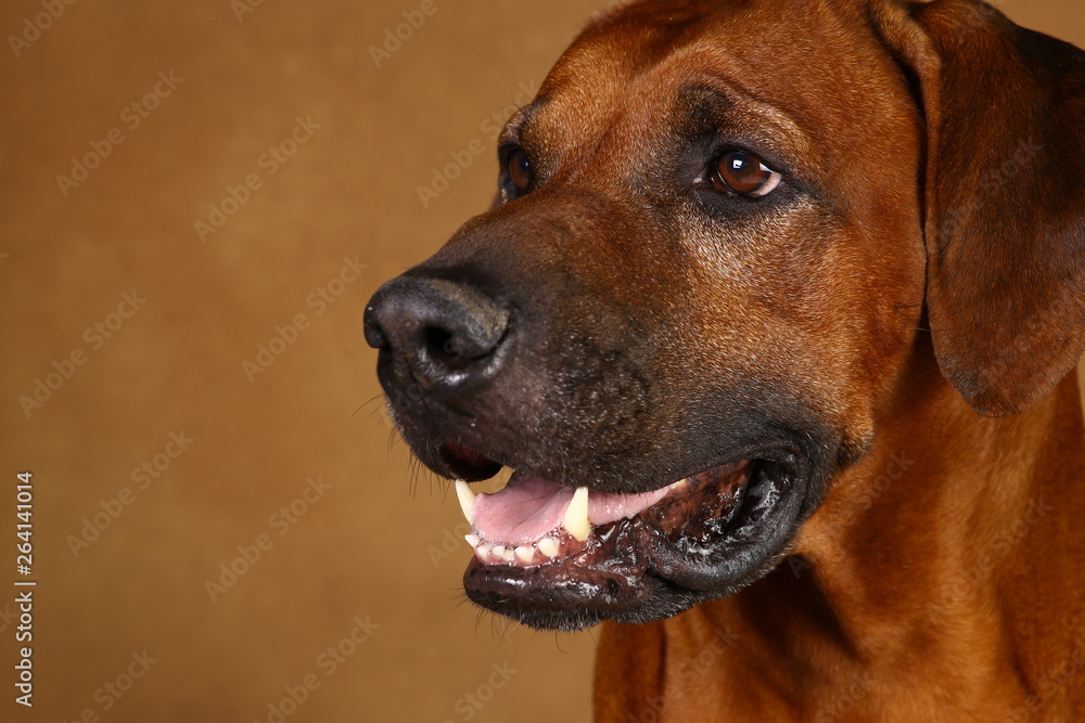 Studio shot of a Rhodesian Ridgeback Dog on brown Background
