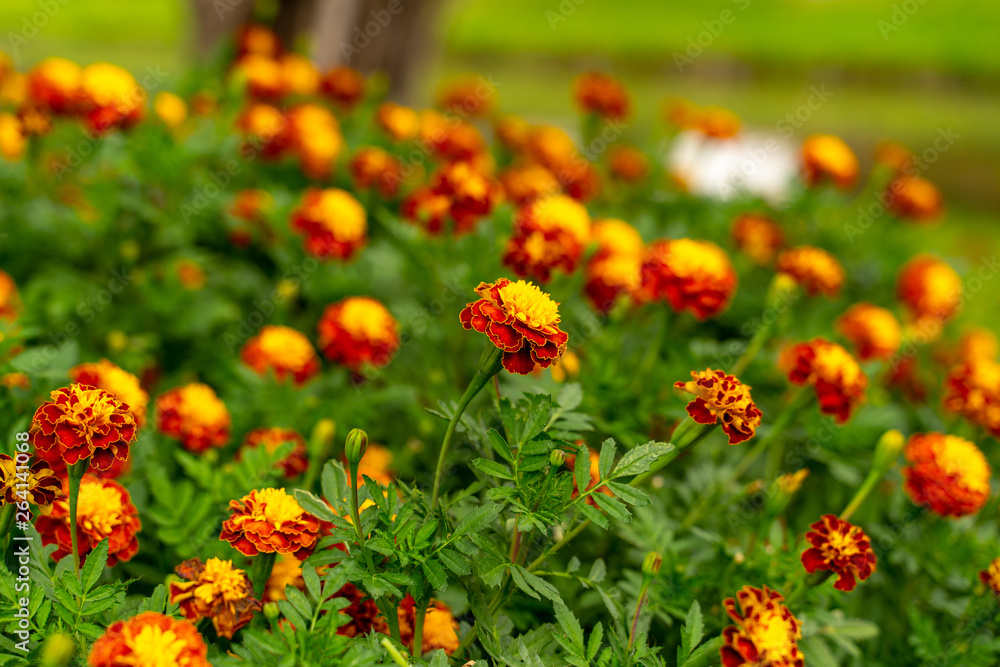French Marigold (Tagetes patula) an orange and yellow beautiful flower