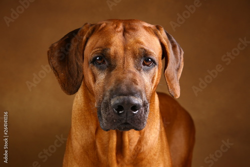 Studio shot of a Rhodesian Ridgeback Dog on brown Background