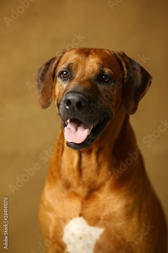 Studio shot of a Rhodesian Ridgeback Dog on brown Background in studio © Alexandr