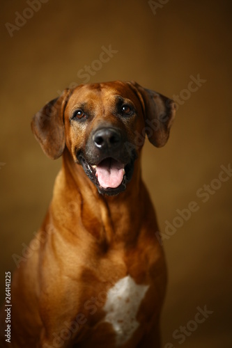 Studio shot of a Rhodesian Ridgeback Dog on brown Background in studio