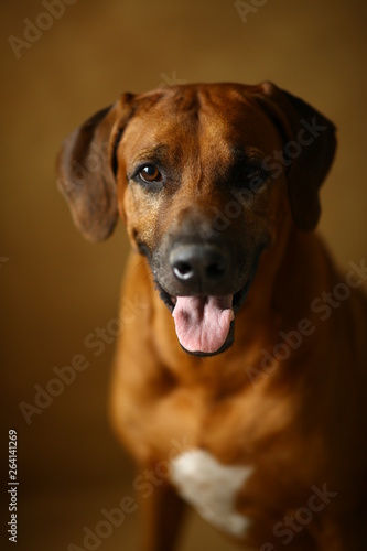 Studio shot of a Rhodesian Ridgeback Dog on gray Background in studio