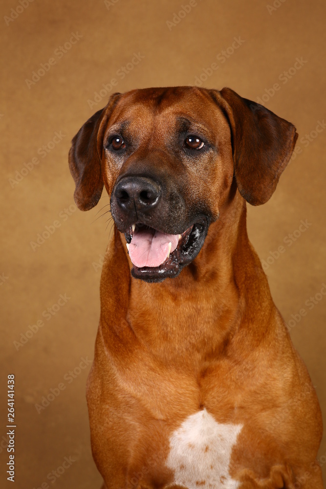 Studio shot of a Rhodesian Ridgeback Dog on brown Background