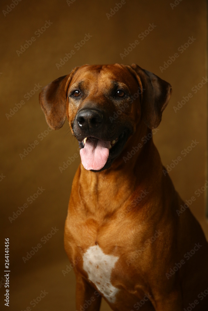 Studio shot of a Rhodesian Ridgeback Dog on brown Background