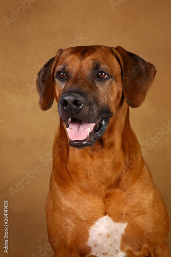 Studio shot of a Rhodesian Ridgeback Dog on brown Background