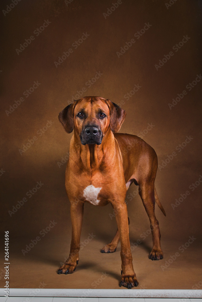 Studio shot of a Rhodesian Ridgeback Dog on brown Background Studio shot of a Rhodesian Ridgeback Dog on brown Background