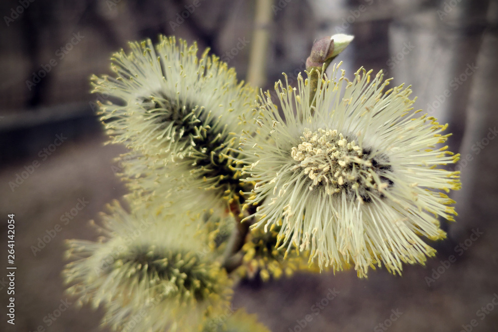 Flowering willow branch with yellow flowers