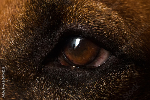 Close up view at Rhodesian Ridgeback Dog's eye