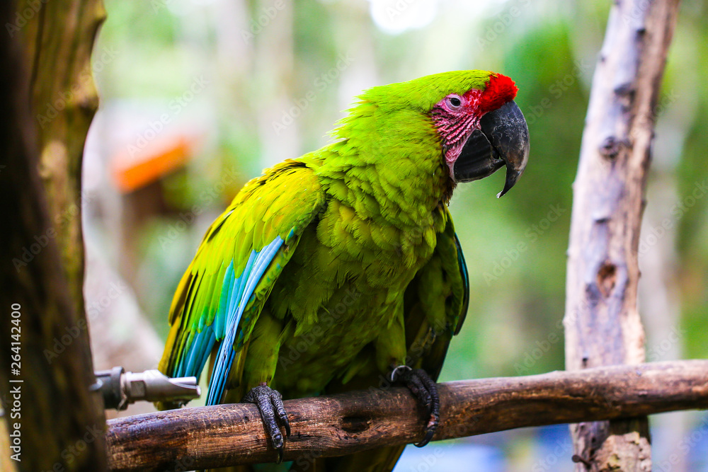 Obraz premium Parrot and other exotic birds