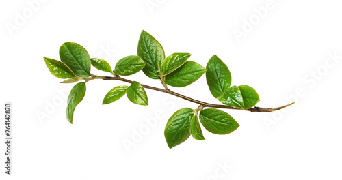 Spring twig with green leaves