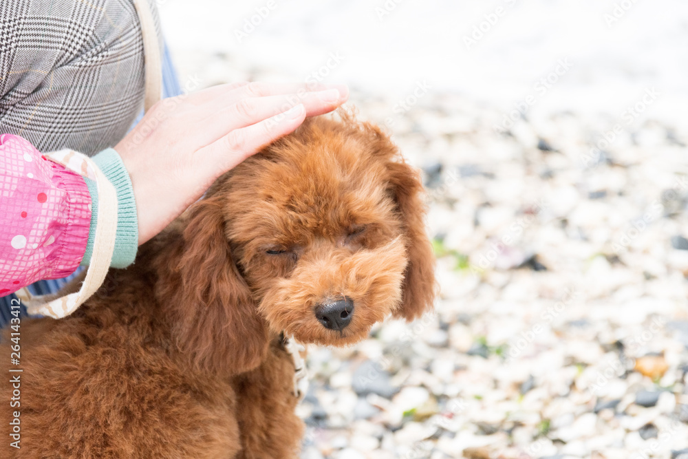 Fototapeta premium 砂浜の犬