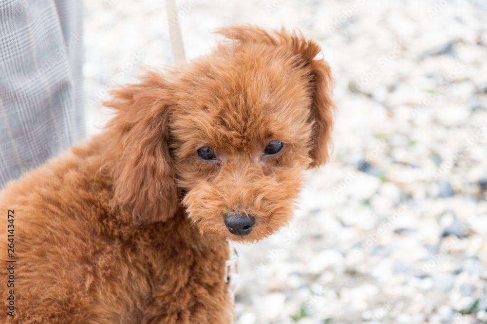 砂浜の犬