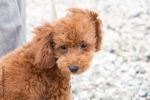 砂浜の犬