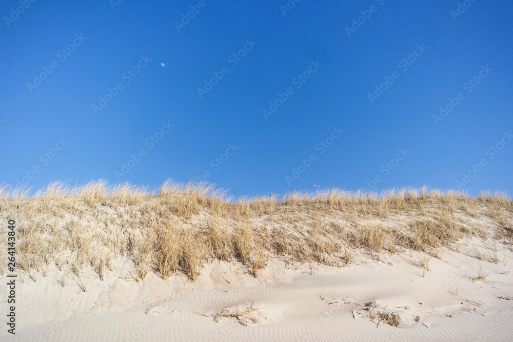 Sea grass sways in the Baltic Beach ocean breeze. Sea grass sways in the Baltic Beach ocean breeze.