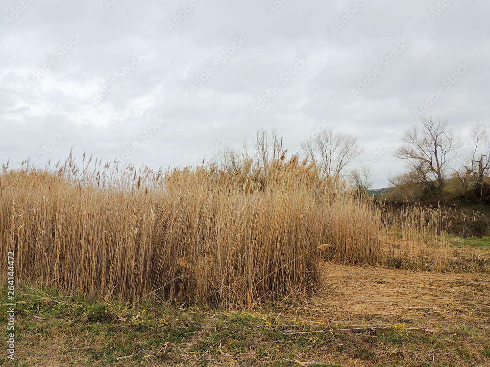 Landscape of a protected area of Trasimeno lake, near Magione, Umbria, Italy. Landscape of a protected area of Trasimeno lake, near Magione, Umbria, Italy.