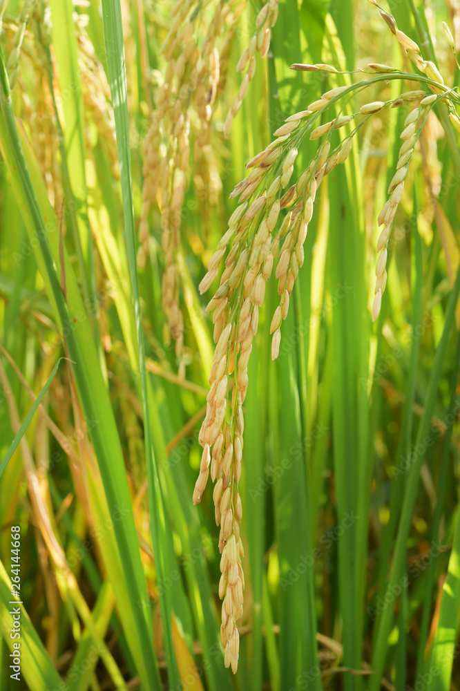Fototapeta premium close up of ripening rice in a paddy field