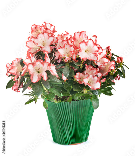 Rhododendron in pot
