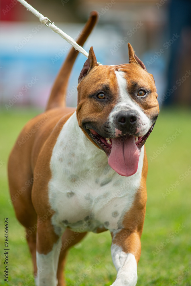 American Staffordshire Terrier with cropped ears walking