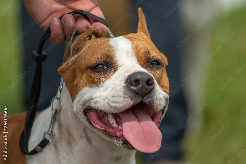 American Staffordshire Terrier head, with cropped ears and tongue out
