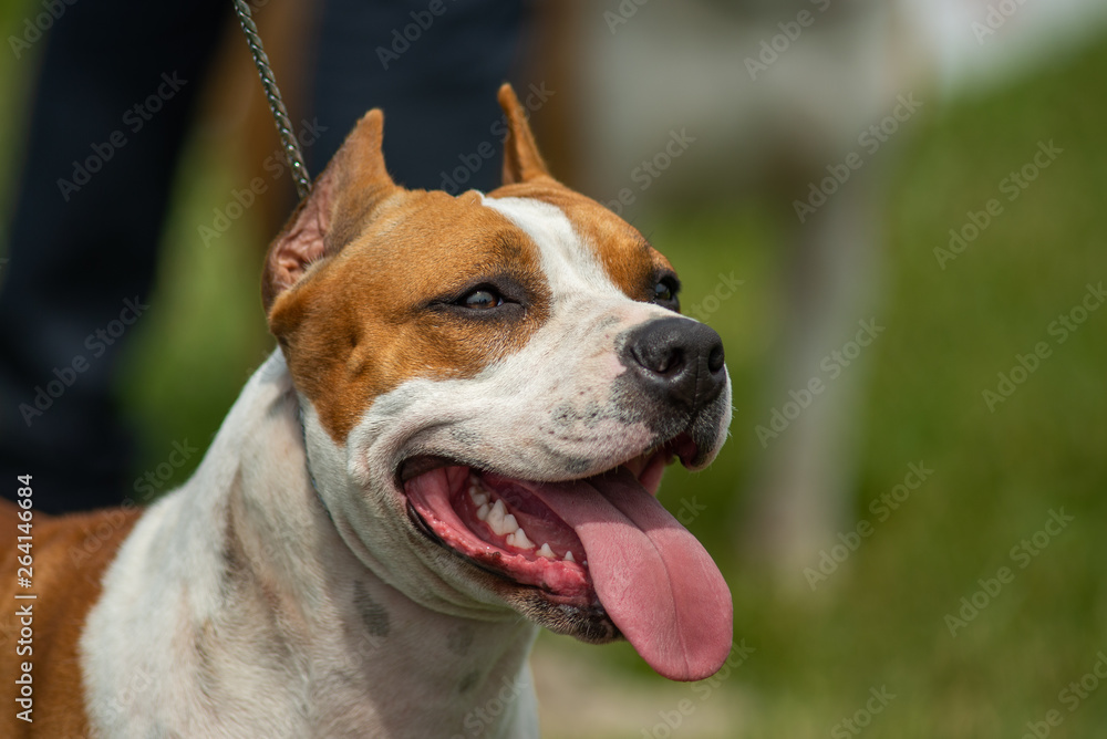 American Staffordshire Terrier head, with cropped ears