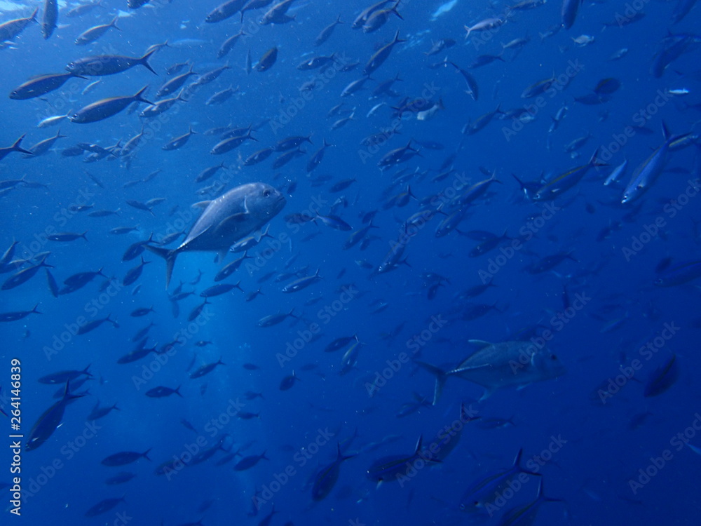 海中の青の世界を泳ぐ魚群 海中の青の世界を泳ぐ魚群