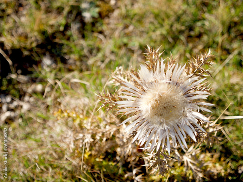 Silberdistel carline thistle silver thistle