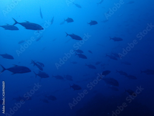 海中の青の世界を泳ぐ魚群 © nori