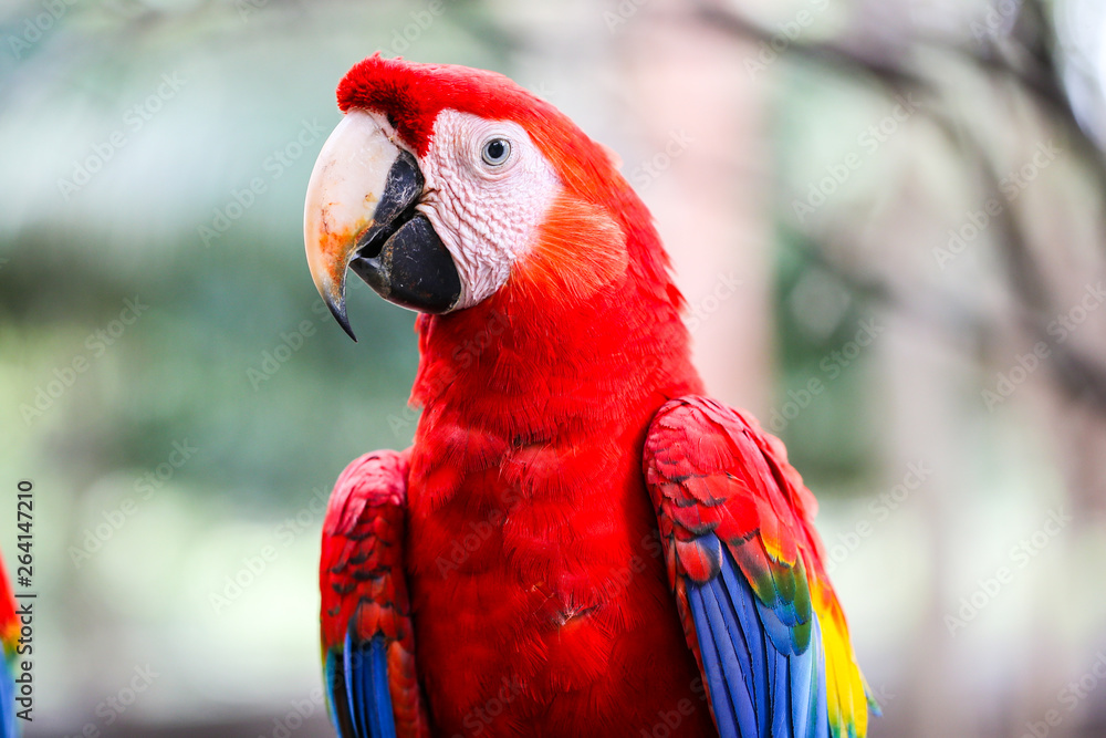 Fototapeta premium blue and gold macaw