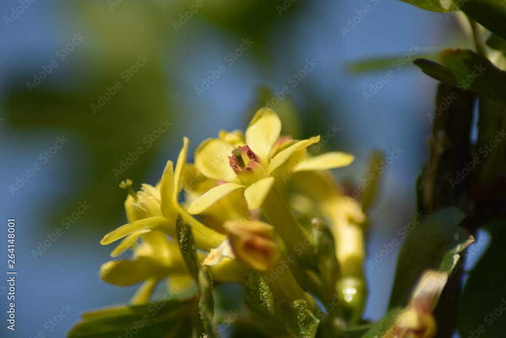 Stachelbeere mit gelben Blüten Stachelbeere mit gelben Blüten