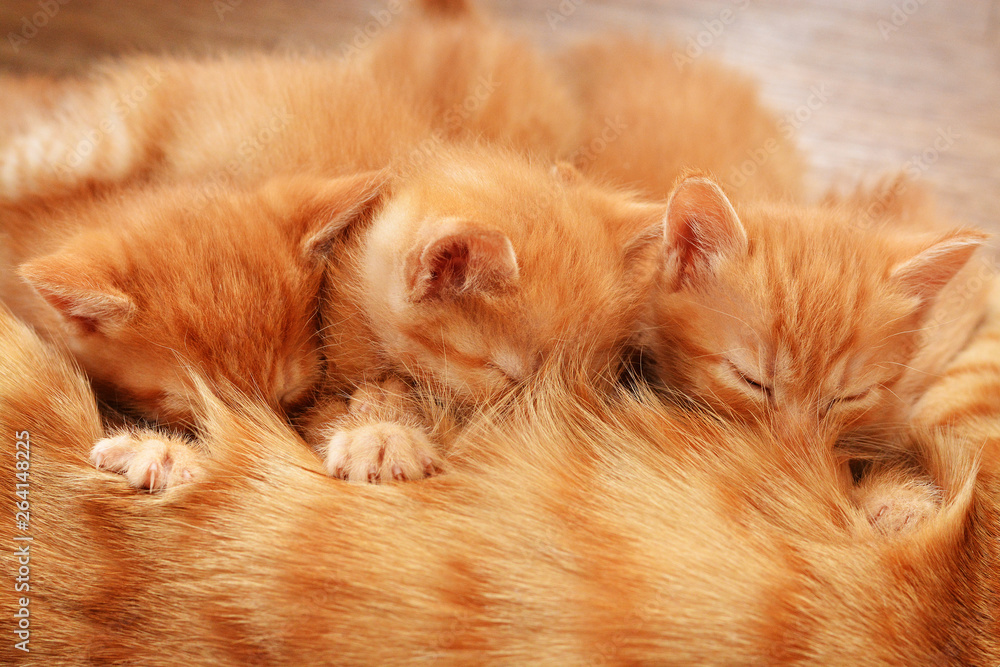 Three red kittens lie on the floor with their mother and drink her milk Three red kittens lie on the floor with their mother and drink her milk