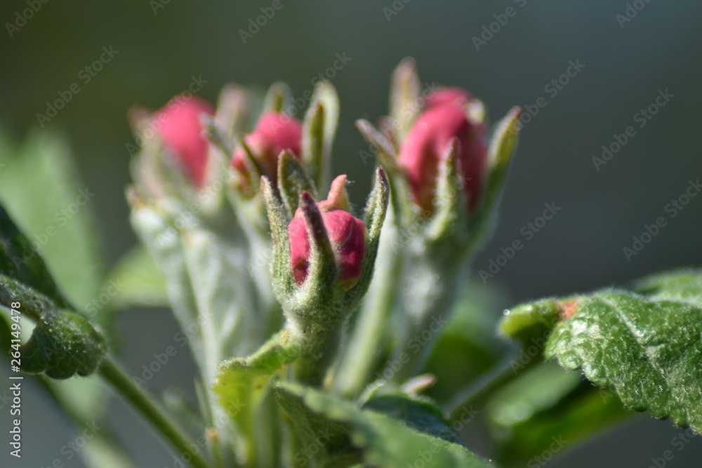 Knospen an einem Säulenapfel Knospen an einem Säulenapfel