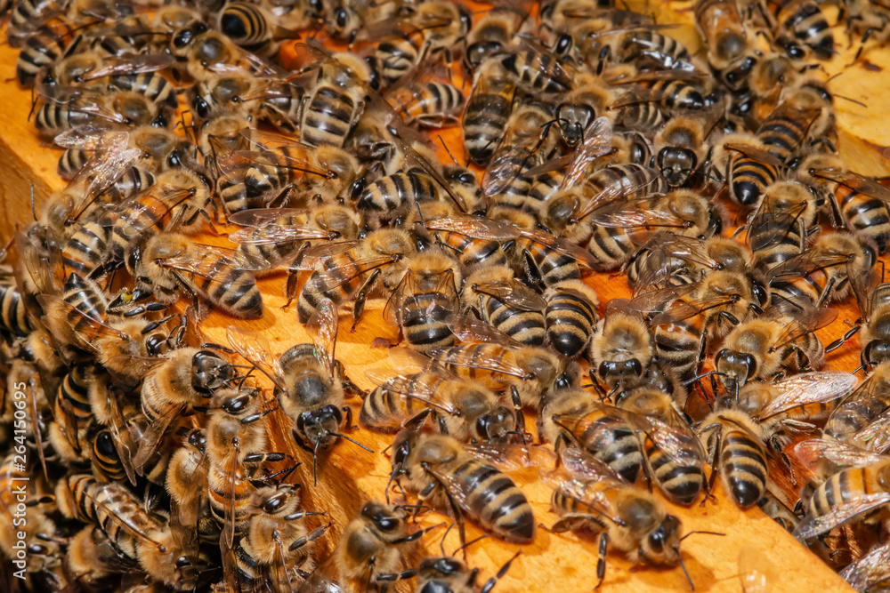 Bees in the hive Bees in the hive